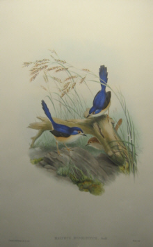 John Gould Birds of Australia